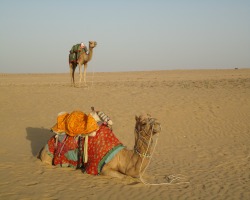 Camel Riding Travel Insurance