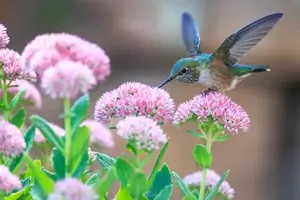 hummingbird