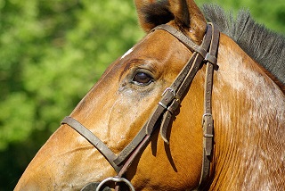 Head shot of a chestnut horse