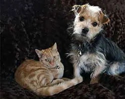 cat and dog