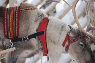reindeer